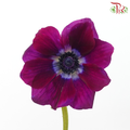 Anemone Hupehensis - Wine Red (Per Bunch)) ***FRAGILE-Wine Red-China-prflorist.com.my