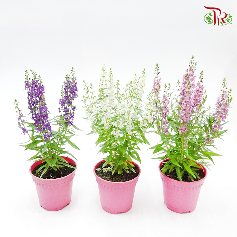 Angelonia Angustifolia《天使花》 (RANDOM CHOOSE Color)