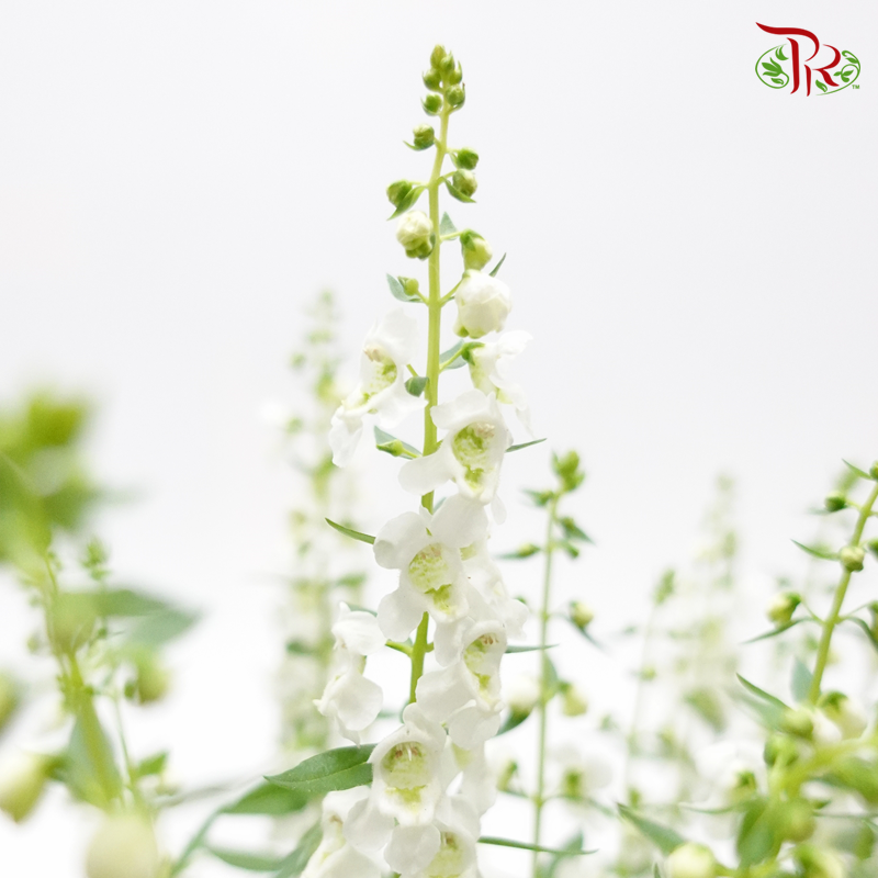 Angelonia Angustifolia《天使花》 (RANDOM CHOOSE Color)