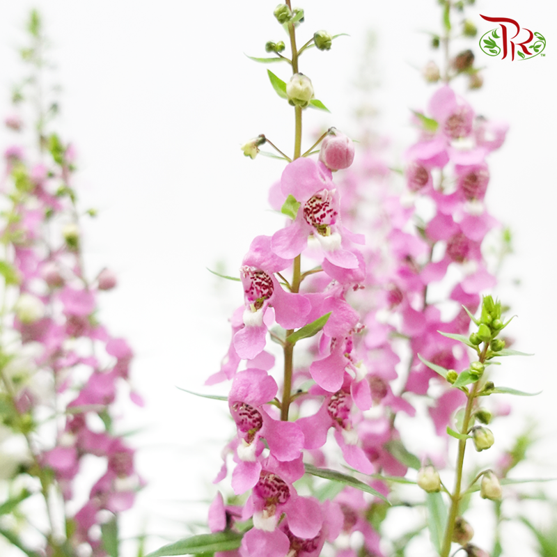 Angelonia Angustifolia《天使花》 (RANDOM CHOOSE Color)