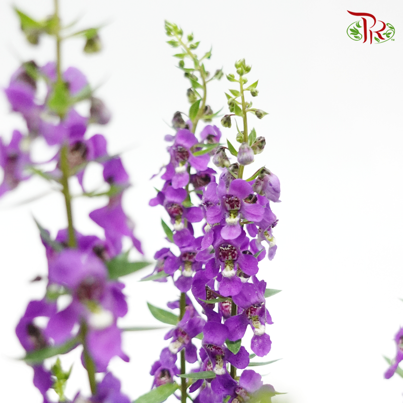 Angelonia Angustifolia《天使花》 (RANDOM CHOOSE Color)