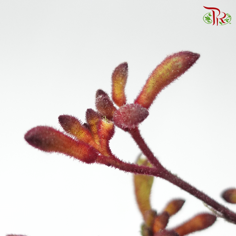 Anighozanthos Kangaroo Paw - Red (5 Stems)-Red-Netherland-prflorist.com.my
