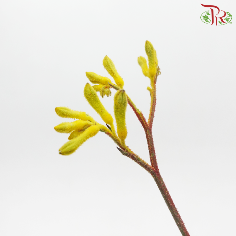 Anighozanthos Kangaroo Paw - Yellow (Per Bunch)-Yellow-China-prflorist.com.my