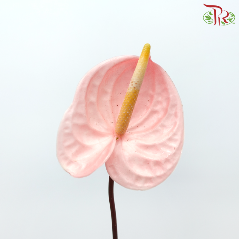 Anthurium