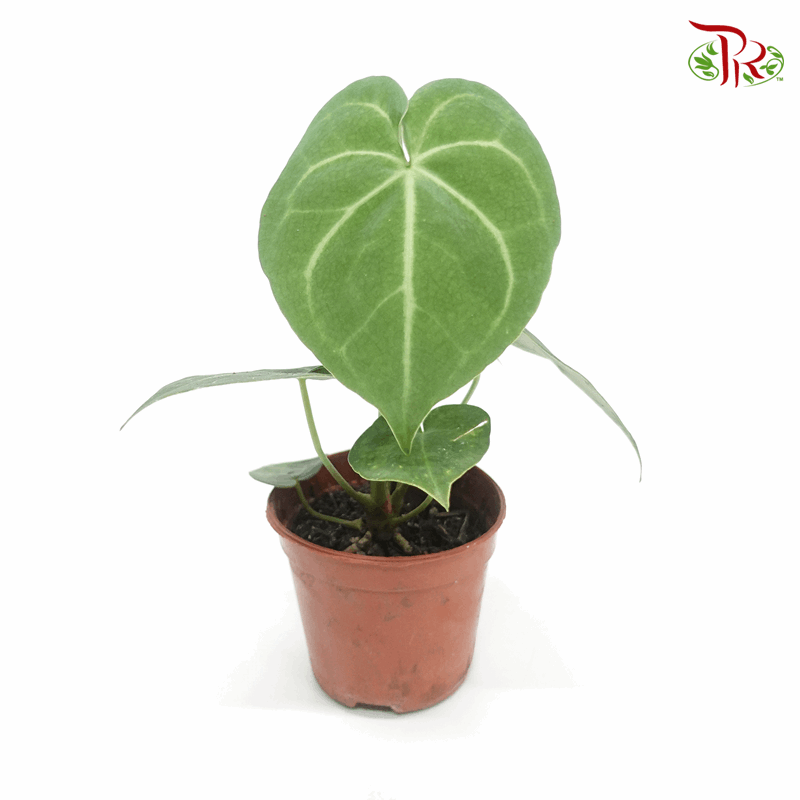 Anthurium Clarinervium《克莱恩水晶花烛》
