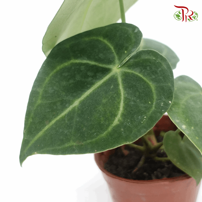 Anthurium Clarinervium《克莱恩水晶花烛》