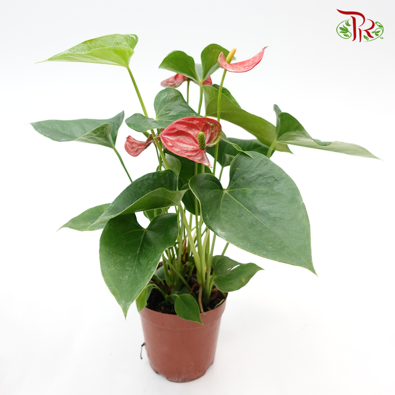 Anthurium Fire 《火鹤花》-Pudu Ria Florist-prflorist.com.my
