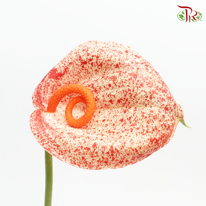 Anthurium Graffiti - L (Per Stem)-Peach-Netherland-prflorist.com.my