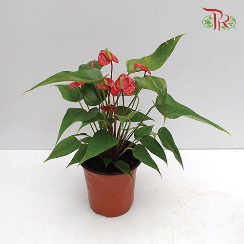 Anthurium Gysophila《火鹤花》
