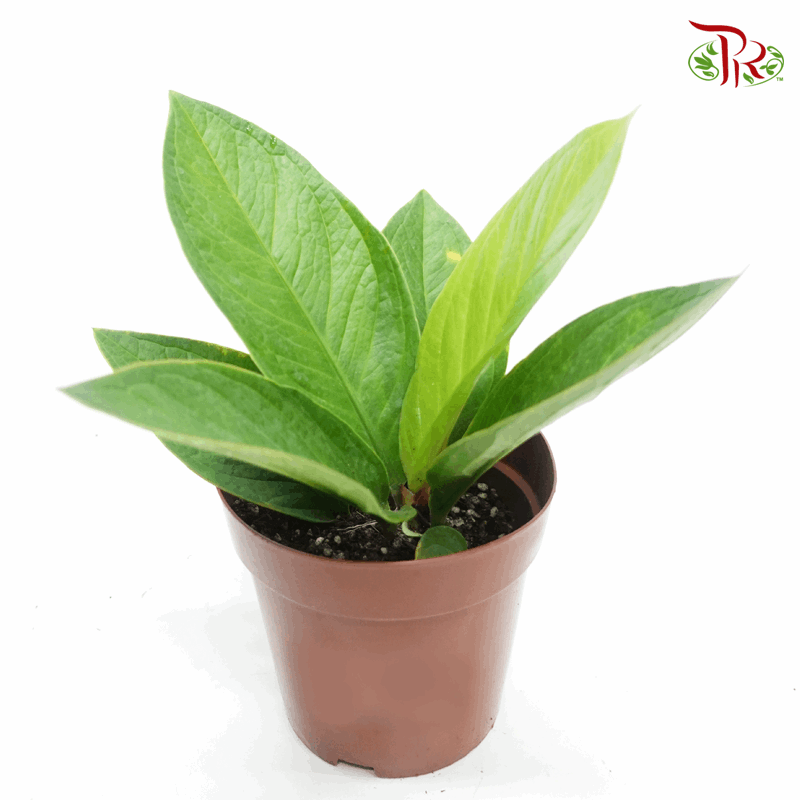 Anthurium Jungle Bush《密林丛花烛》