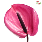 Anthurium Magenta Purple - S (Per Stem)-Purple-Malaysia-prflorist.com.my