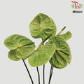 Anthurium Midori Large - (Per Stem)-Netherland-prflorist.com.my