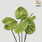 Anthurium Midori - XXL (Per Stem)-Green-Malaysia-prflorist.com.my