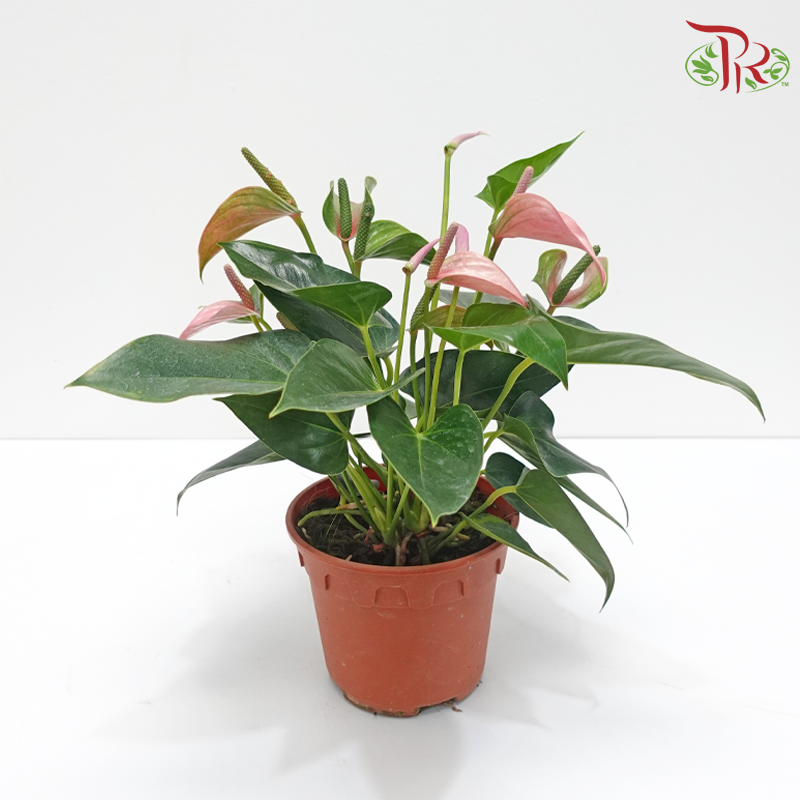 Anthurium Mix P150 (With Color Options)《红掌/火鹤花》-Pink-Pudu Ria Florist-prflorist.com.my