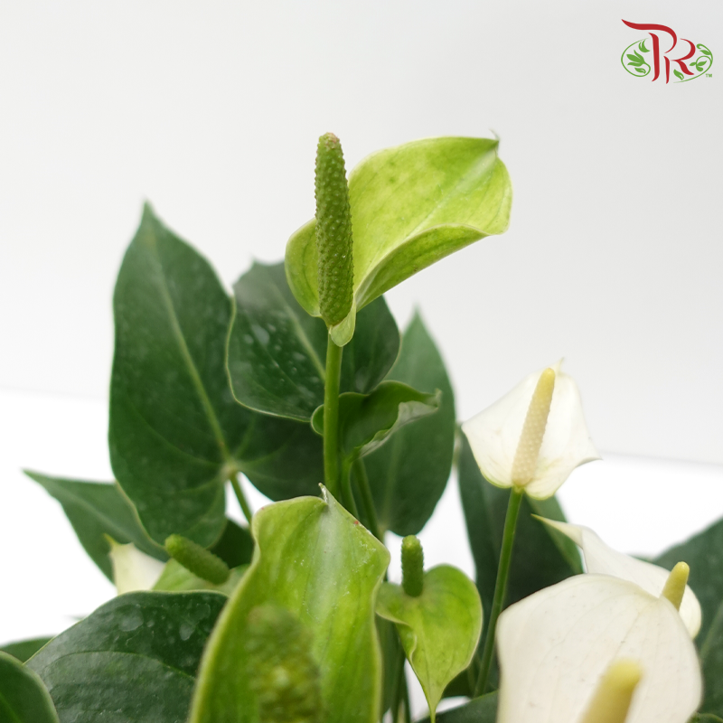 Anthurium Mix P150 (With Color Options)《红掌/火鹤花》-Pudu Ria Florist-prflorist.com.my
