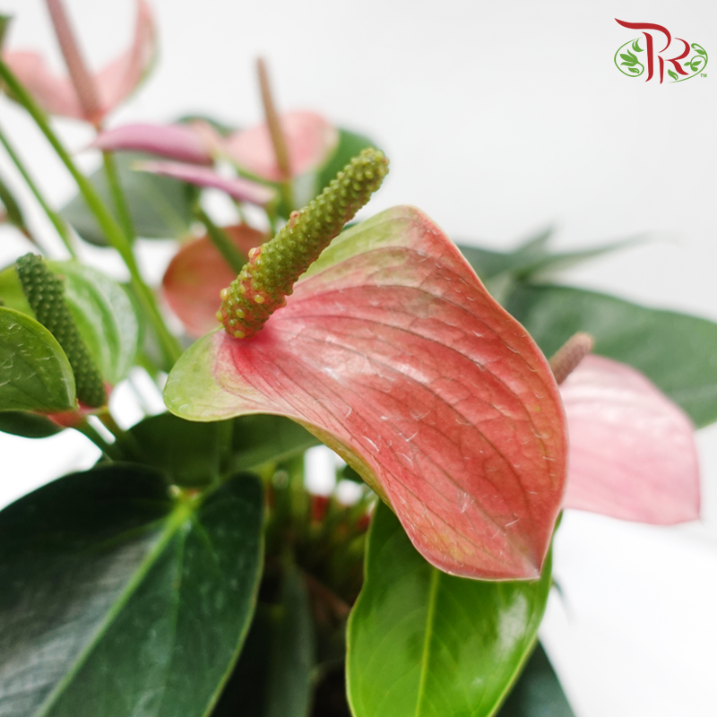 Anthurium Mix P150 (With Color Options)《红掌/火鹤花》-Pudu Ria Florist-prflorist.com.my