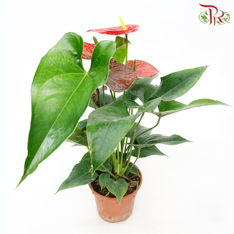 Anthurium Mix P150 (With Color Options)《红掌/火鹤花》-Red-Pudu Ria Florist-prflorist.com.my