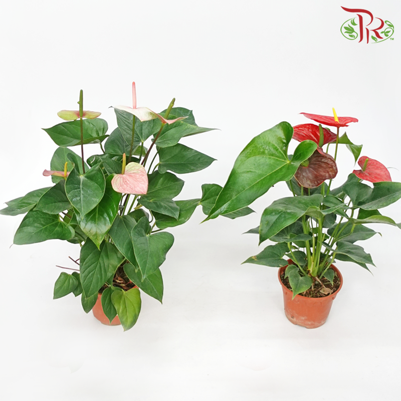 Anthurium P150《火鹤花》- (Randomly Selected)-Pudu Ria Florist-prflorist.com.my