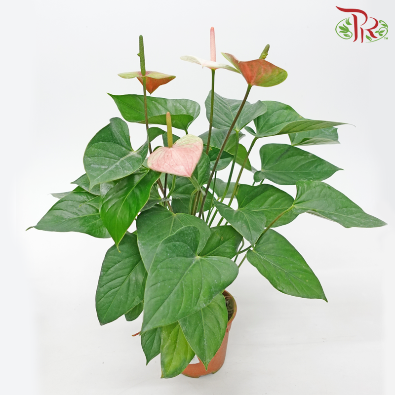 Anthurium P150《火鹤花》- (Randomly Selected)-Pudu Ria Florist-prflorist.com.my