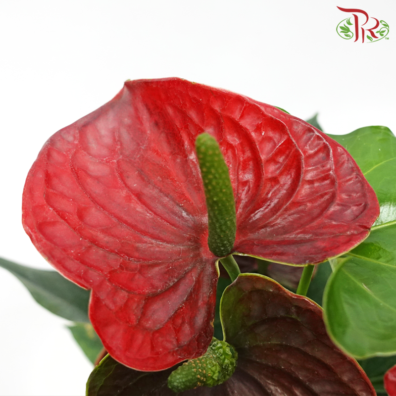 Anthurium P150《火鹤花》- (Randomly Selected)-Pudu Ria Florist-prflorist.com.my