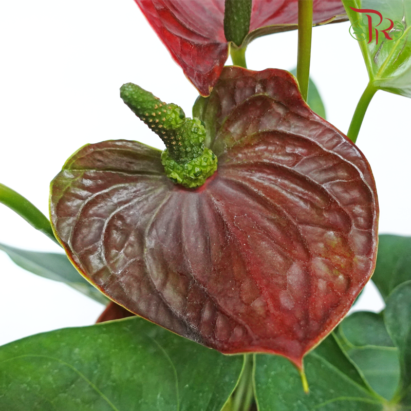Anthurium P150《火鹤花》- (Randomly Selected)-Pudu Ria Florist-prflorist.com.my