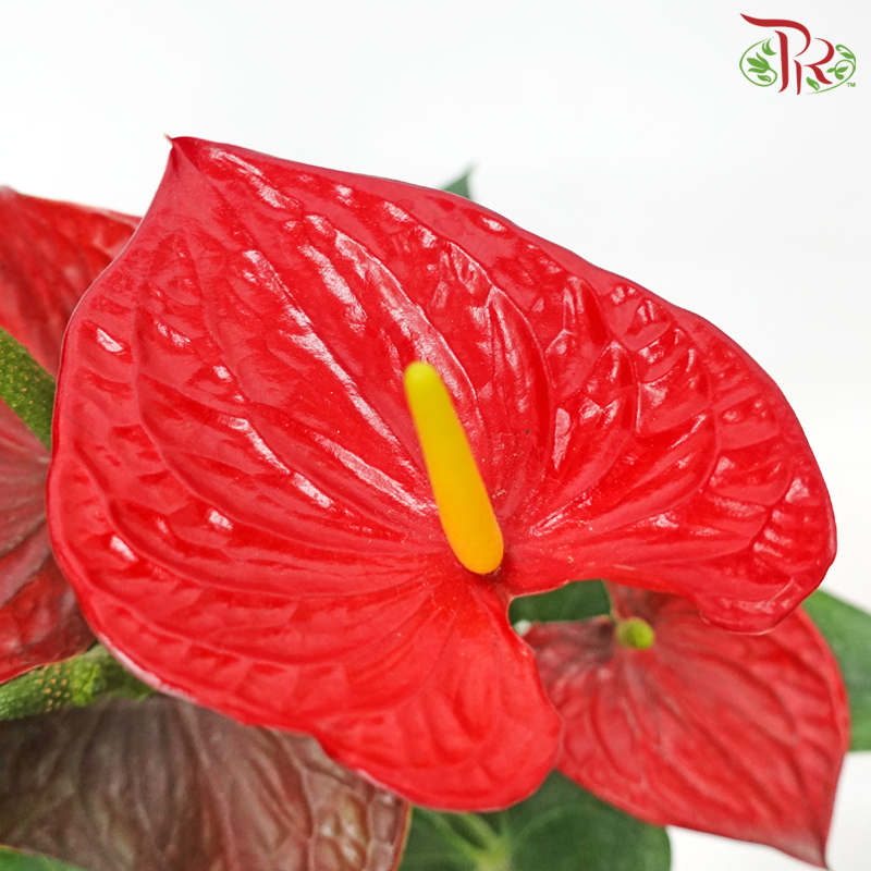 Anthurium P150《火鹤花》- (Randomly Selected)-Pudu Ria Florist-prflorist.com.my