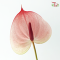 Anthurium Previa - Salmon Rouge (Per Stem)-Champagne / Peach-Import-prflorist.com.my