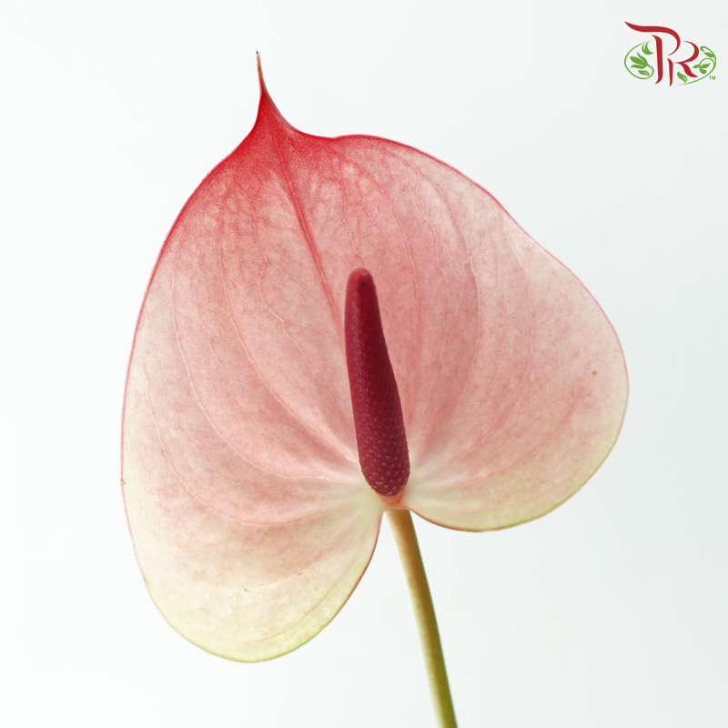 Anthurium Previa - Salmon Rouge (Per Stem)-Champagne / Peach-Import-prflorist.com.my