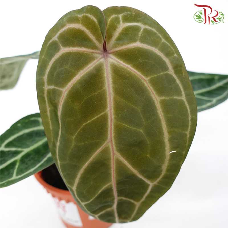 Anthurium Red Crystallinum《红水晶花烛》-Pudu Ria Florist-prflorist.com.my