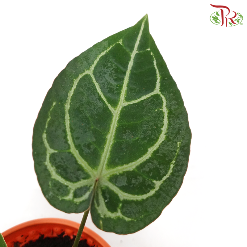 Anthurium Red Crystallinum《红水晶花烛》-Pudu Ria Florist-prflorist.com.my