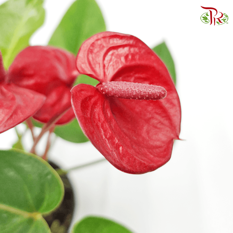 Anthurium Red P90 《火鹤花》-Pudu Ria Florist-prflorist.com.my