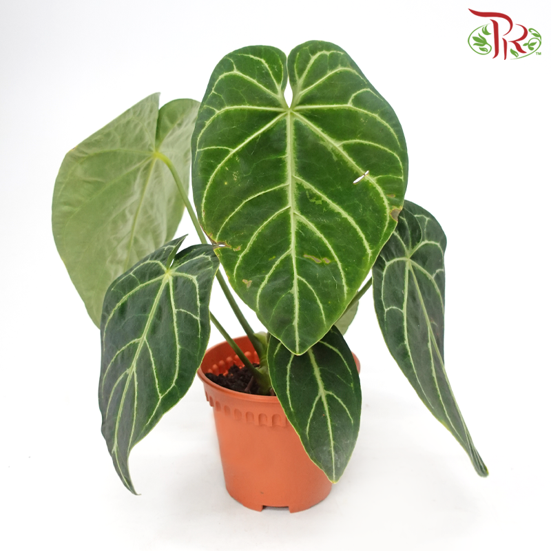 Anthurium Regale - Dark Form Columbia (Big Leaves)《帝王花烛》