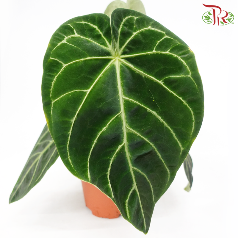 Anthurium Regale - Dark Form Columbia (Big Leaves)《帝王花烛》