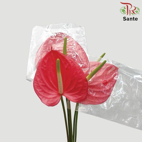 Anthurium