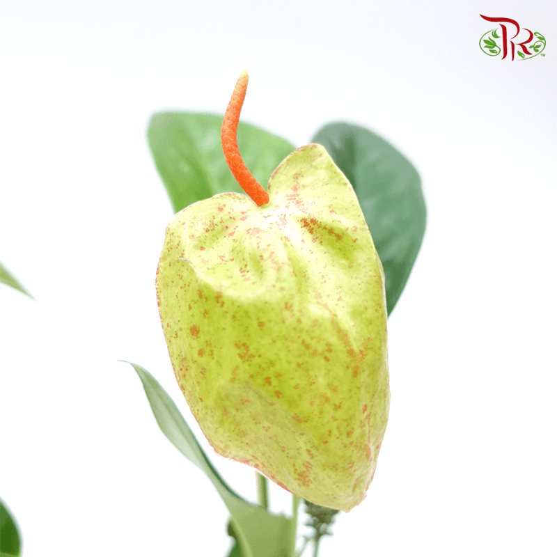Anthurium Scherzerianum《火鹤花》