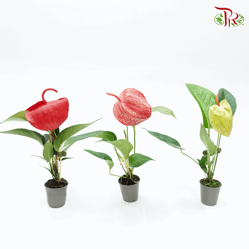 Anthurium Scherzerianum《火鹤花》