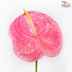 Anthurium Taffy Pink - XL (Per Stem)-Taffy Pink-Malaysia-prflorist.com.my