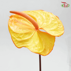 Anthurium Tone Orange & Yellow - L (Per stem)-Orange-Malaysia-prflorist.com.my