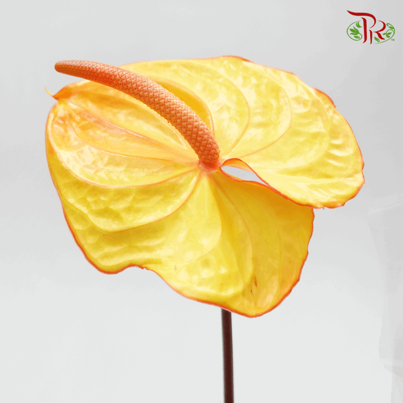 Anthurium Tone Orange & Yellow - L (Per stem)-Orange-Malaysia-prflorist.com.my