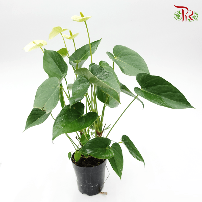 Anthurium Vanilla 《香草火鹤花》-Pudu Ria Florist-prflorist.com.my