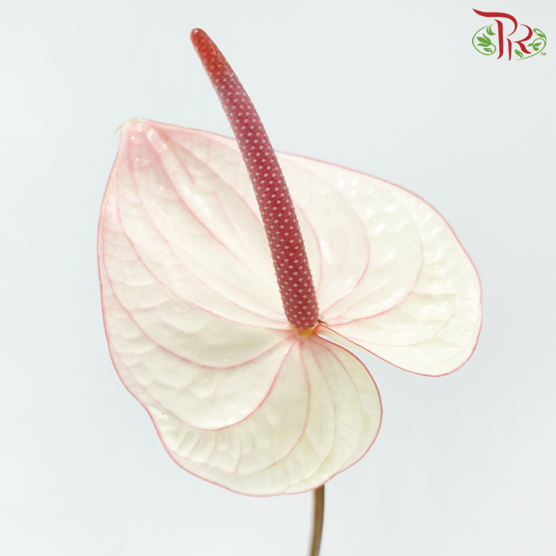 Anthurium White With Red Outline - L (Per Stem)-White-Malaysia-prflorist.com.my