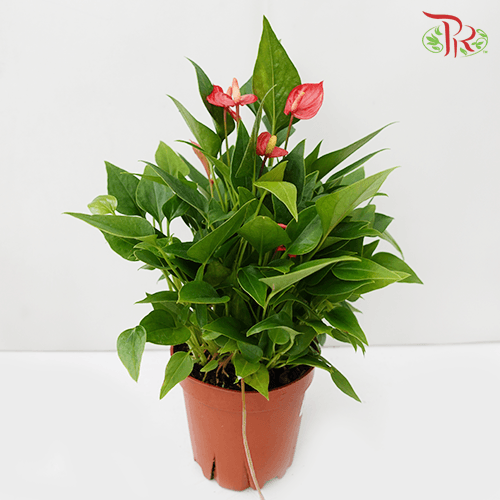 Anthurium《火鹤花》P120-Pudu Ria Florist-prflorist.com.my