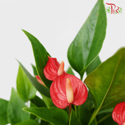 Anthurium《火鹤花》P120-Pudu Ria Florist-prflorist.com.my