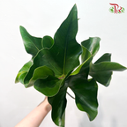 Anthurium Leaf