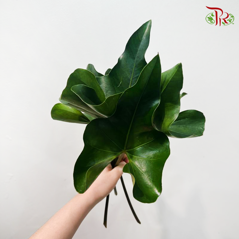Anthurium Leaf