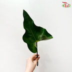 Anthurium Leaf