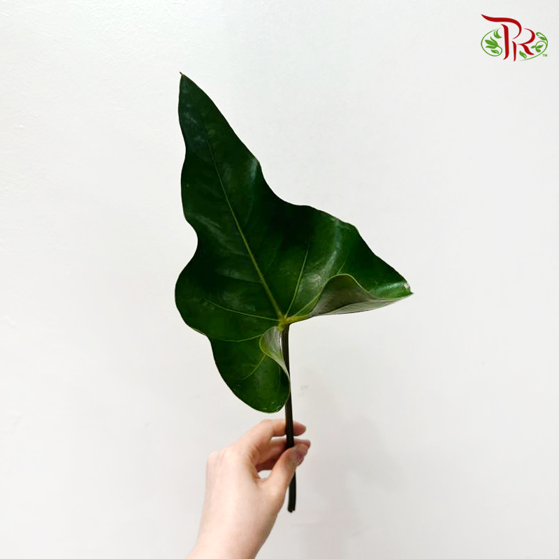 Anthurium Leaf