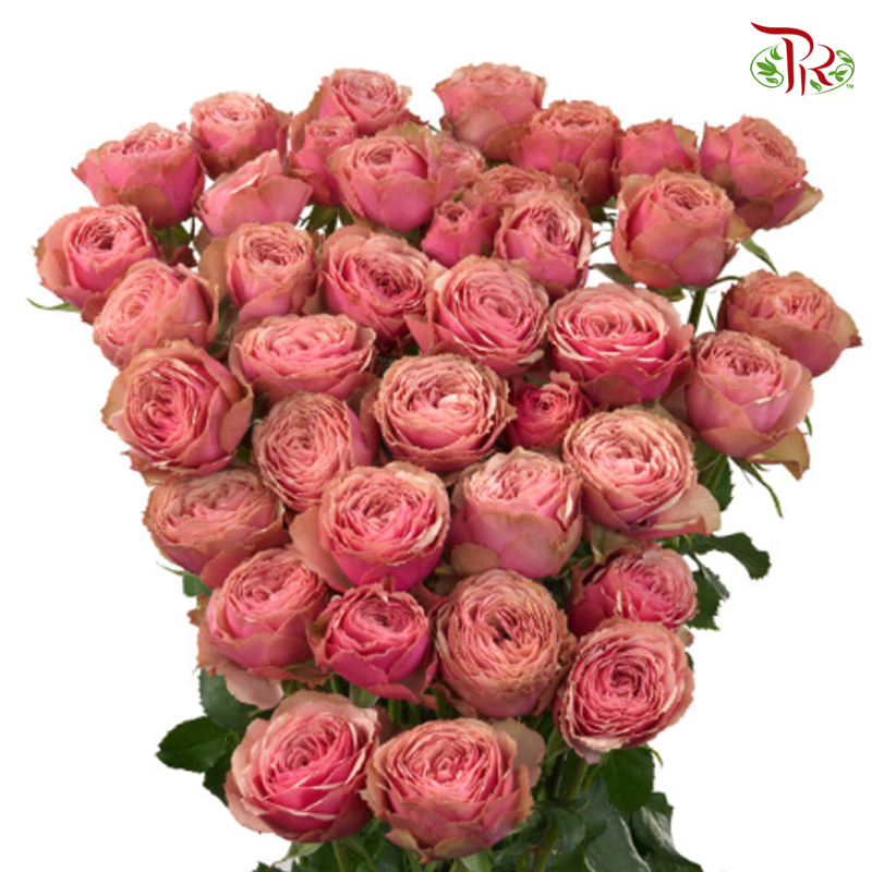 Rose Spray
