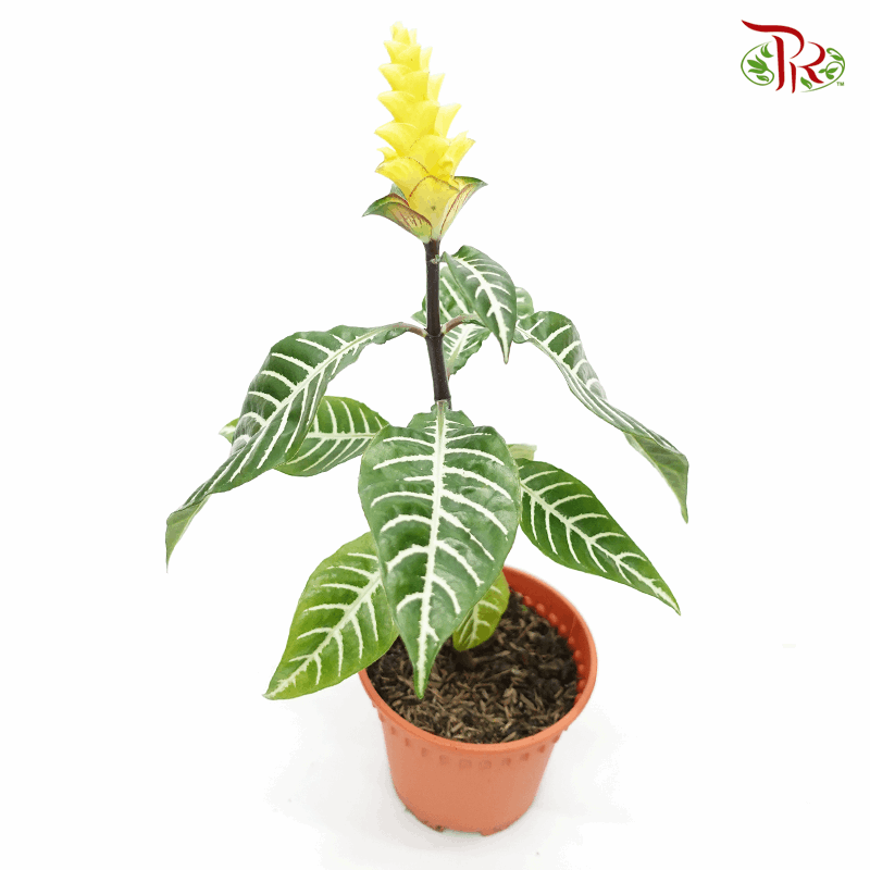 Aphelandra Squarrosa 《金脉单药花》-Pudu Ria Florist-prflorist.com.my