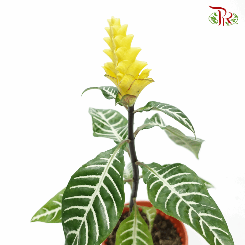 Aphelandra Squarrosa 《金脉单药花》-Pudu Ria Florist-prflorist.com.my